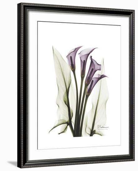 Purple Calla Lily Portrait-Albert Koetsier-Framed Premium Giclee Print