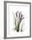 Purple Calla Lily Portrait-Albert Koetsier-Framed Premium Giclee Print