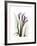 Purple Calla Lily Portrait-Albert Koetsier-Framed Premium Giclee Print