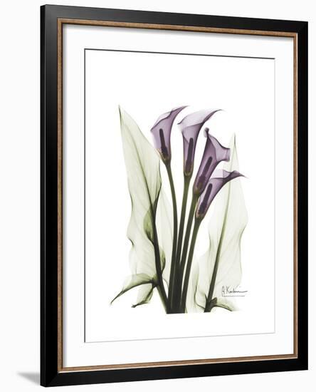 Purple Calla Lily Portrait-Albert Koetsier-Framed Premium Giclee Print