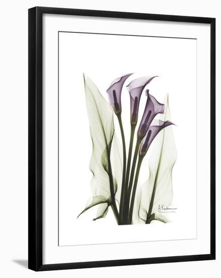 Purple Calla Lily Portrait-Albert Koetsier-Framed Premium Giclee Print