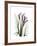 Purple Calla Lily Portrait-Albert Koetsier-Framed Premium Giclee Print