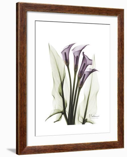 Purple Calla Lily Portrait-Albert Koetsier-Framed Premium Giclee Print