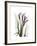 Purple Calla Lily Portrait-Albert Koetsier-Framed Premium Giclee Print