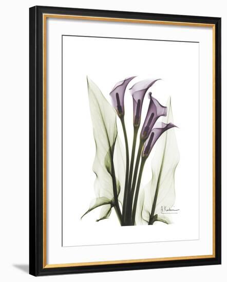 Purple Calla Lily Portrait-Albert Koetsier-Framed Premium Giclee Print