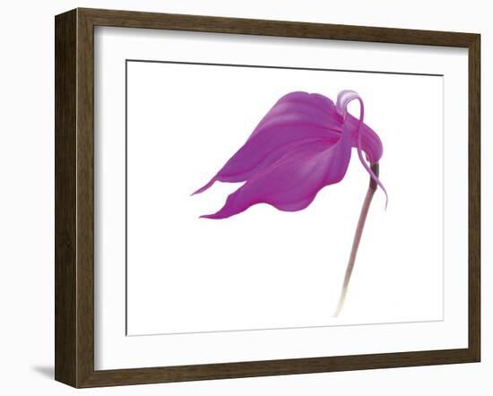 Purple Calla Lily-null-Framed Art Print