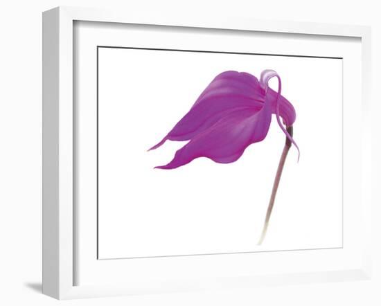 Purple Calla Lily-null-Framed Art Print