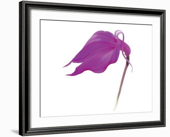 Purple Calla Lily-null-Framed Art Print