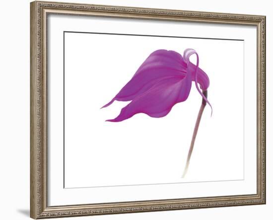 Purple Calla Lily-null-Framed Art Print