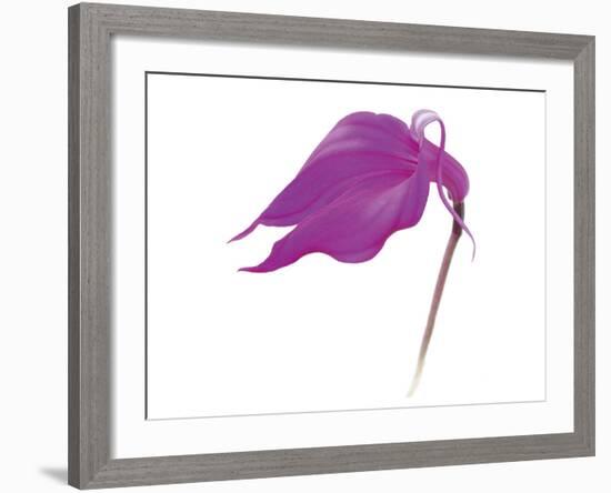 Purple Calla Lily-null-Framed Art Print