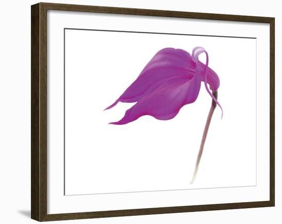 Purple Calla Lily-null-Framed Art Print