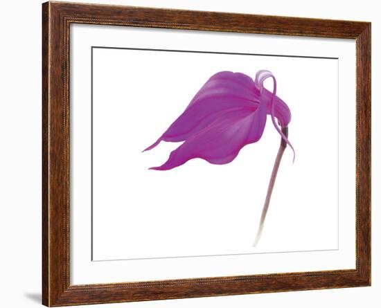 Purple Calla Lily-null-Framed Art Print