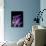 Purple Calla-Albert Koetsier-Premium Giclee Print displayed on a wall