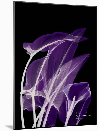 Purple Calla-Albert Koetsier-Mounted Art Print
