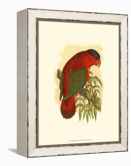 Purple-Capped Lory-null-Framed Stretched Canvas