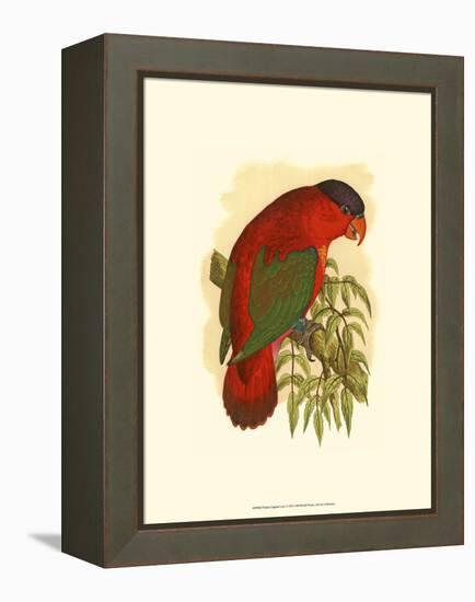 Purple-Capped Lory-null-Framed Stretched Canvas