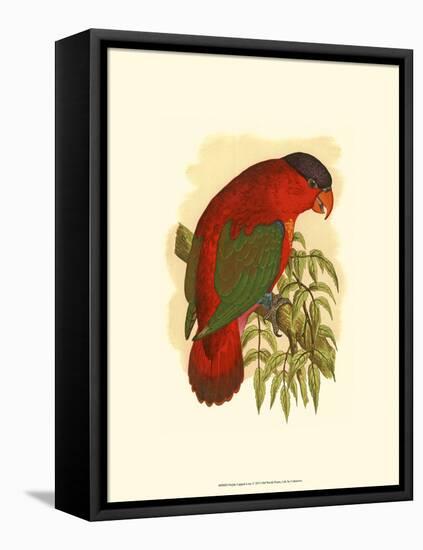 Purple-Capped Lory-null-Framed Stretched Canvas