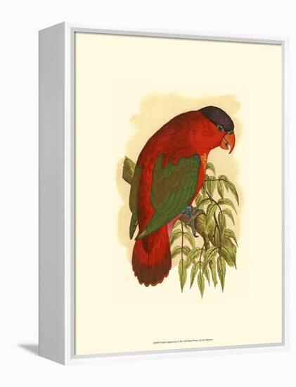 Purple-Capped Lory-null-Framed Stretched Canvas