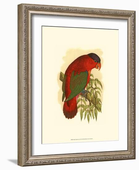 Purple-Capped Lory-null-Framed Art Print