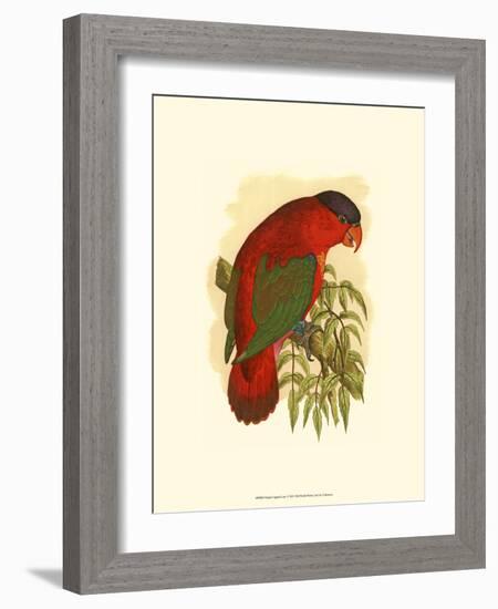 Purple-Capped Lory-null-Framed Art Print