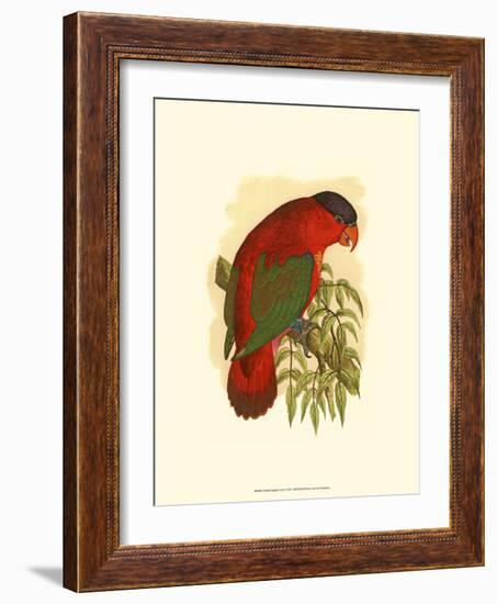 Purple-Capped Lory-null-Framed Art Print