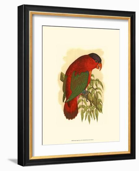 Purple-Capped Lory-null-Framed Art Print