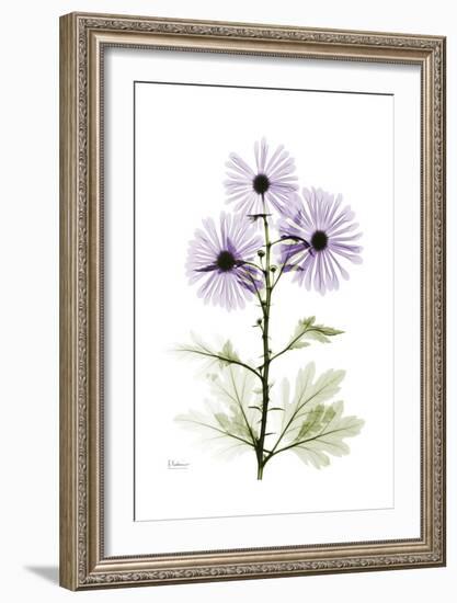 Purple Chrysanthemum-Albert Koetsier-Framed Art Print