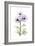 Purple Chrysanthemum-Albert Koetsier-Framed Art Print