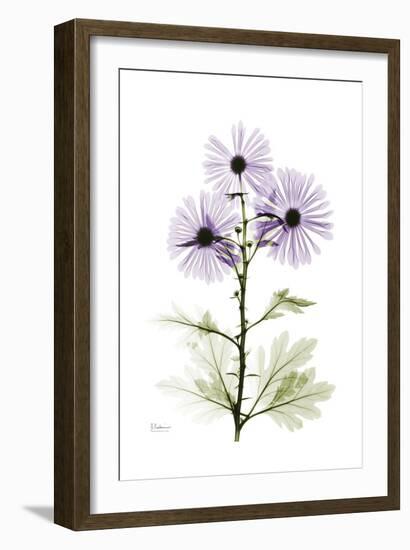 Purple Chrysanthemum-Albert Koetsier-Framed Art Print