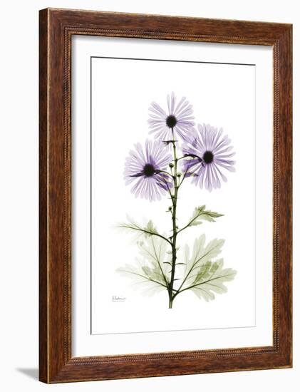 Purple Chrysanthemum-Albert Koetsier-Framed Art Print