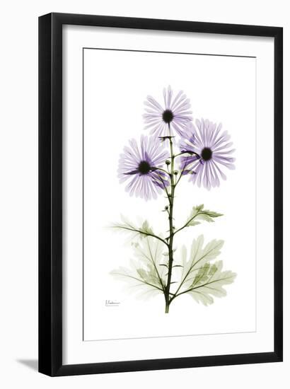 Purple Chrysanthemum-Albert Koetsier-Framed Art Print