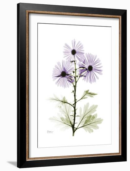 Purple Chrysanthemum-Albert Koetsier-Framed Art Print