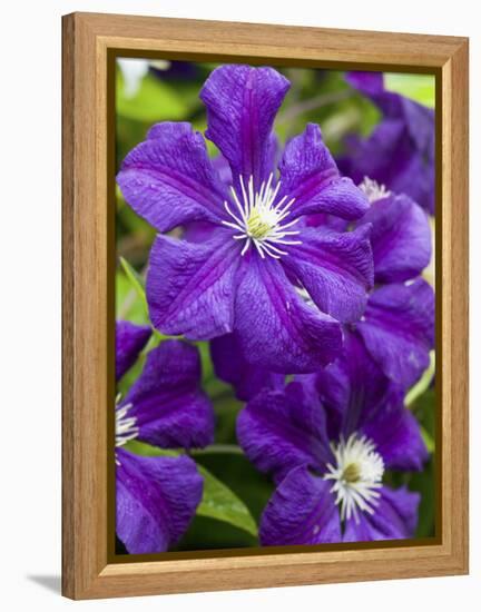 Purple Clematis in Full Bloom-Terry Eggers-Framed Premier Image Canvas