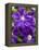 Purple Clematis in Full Bloom-Terry Eggers-Framed Premier Image Canvas