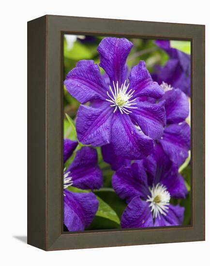 Purple Clematis in Full Bloom-Terry Eggers-Framed Premier Image Canvas