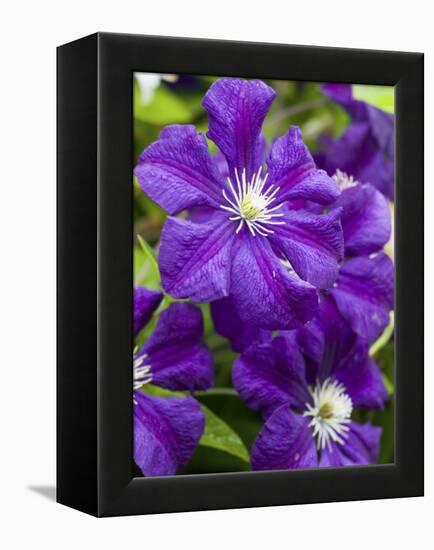 Purple Clematis in Full Bloom-Terry Eggers-Framed Premier Image Canvas