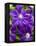 Purple Clematis in Full Bloom-Terry Eggers-Framed Premier Image Canvas