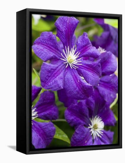 Purple Clematis in Full Bloom-Terry Eggers-Framed Premier Image Canvas