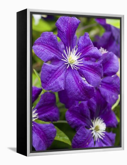 Purple Clematis in Full Bloom-Terry Eggers-Framed Premier Image Canvas