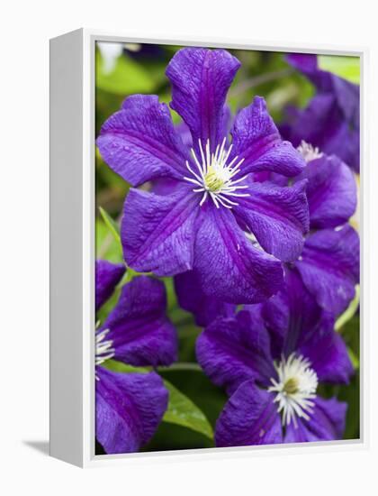 Purple Clematis in Full Bloom-Terry Eggers-Framed Premier Image Canvas