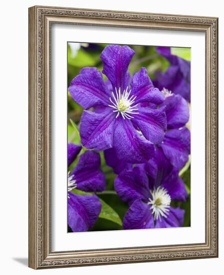 Purple Clematis in Full Bloom-Terry Eggers-Framed Photographic Print