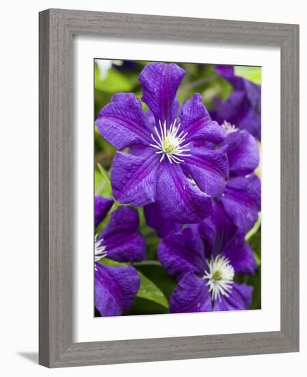 Purple Clematis in Full Bloom-Terry Eggers-Framed Photographic Print