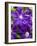 Purple Clematis in Full Bloom-Terry Eggers-Framed Photographic Print