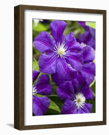 Purple Clematis in Full Bloom-Terry Eggers-Framed Photographic Print