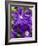 Purple Clematis in Full Bloom-Terry Eggers-Framed Photographic Print