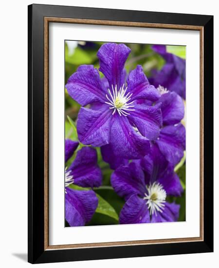 Purple Clematis in Full Bloom-Terry Eggers-Framed Photographic Print