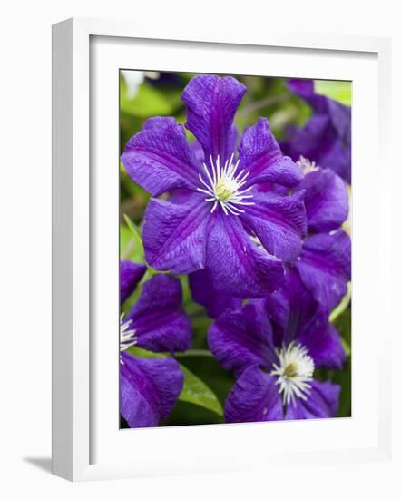 Purple Clematis in Full Bloom-Terry Eggers-Framed Photographic Print