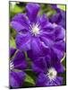 Purple Clematis in Full Bloom-Terry Eggers-Mounted Photographic Print