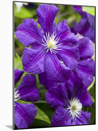 Purple Clematis in Full Bloom-Terry Eggers-Mounted Photographic Print