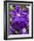 Purple Clematis in Full Bloom-Terry Eggers-Framed Photographic Print